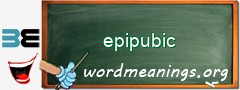 WordMeaning blackboard for epipubic